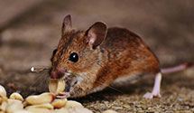 24 Hour & Emergency Exterminators in Southern Md Brm, MD